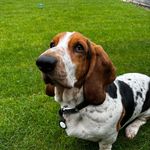 Bruce Whitaker - @bassethound.bruce - Instagram