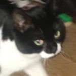 Bruce Whittington - @brucetheswellkat - Instagram