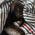 Bruce Wilde - @brucechoclab - Instagram