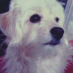 Bruce - @brucewille - Instagram