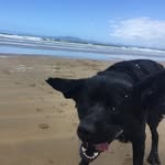 Bruce Workman - @bruce_the_cute_lab - Instagram