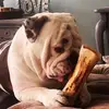BrunoAlexander Bulldog - @brunoalexander.bu - TikTok