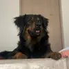 Bruno Alfonso - @brunoalfonsosc - TikTok