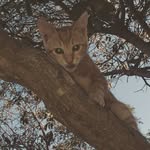 🐱Bruno Alfonso - @bruno._.alfonso - Instagram