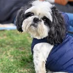 Bruno Alfonso shih tzu - @donbrunito14 - Instagram