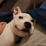 Bruno Allen - @brunoshark2018 - Instagram