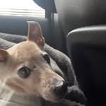 Bruno Allen - @its.bruno.the.dog1 - Instagram