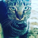 BRUNO ANDERSEN - @mrbruno_cat_andersen - Instagram