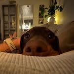 Brunoanderssonthesausagedog - @brunoanderssonthesausagedog - Instagram