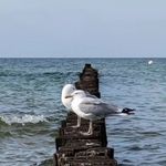 Bruno Bassanello - @brunobassanello - Instagram