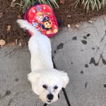 Bruno Arnold - @theunorthodoxpup - Instagram