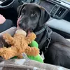 Bruno - @brunobakertheblacklab - TikTok