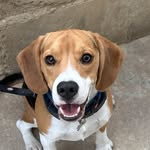 Bruno - @bruno_brunovski_ - Instagram