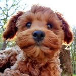 Bruno der Maltipoo - @bruno_brunello22 - Instagram