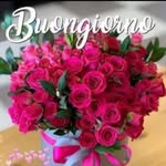 Bruno Cavallo - @elephant.144209 - Instagram