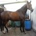 Bruno Il cavallo di Fonzy - Facebook