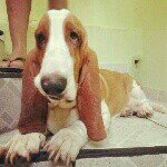 Bruno Chacon - @bruno_thebasset - Instagram