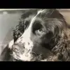 brunocolella2 - @brunocolella2 - TikTok