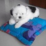 Bruno - @bruno_collazos - Instagram