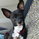 Bruno Collazo - @bruno_cat_hater - Instagram
