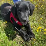 Bruno - @bruno_my_coltriever - Instagram
