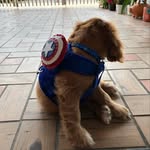 Brunito 🐶 - @bruno.cooker - Instagram