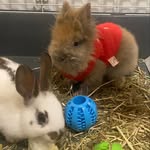 Bruno & Cookie - @bruno_cookie_ - Instagram