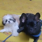 BRUNO & COOKIE - @brunoncookie - Instagram
