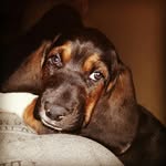 Bruno Cook - @bruno_nuthinbutahounddog - Instagram