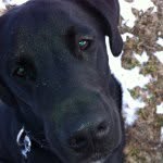 Bruno Cook - @dogsrulecatsdrool1 - Instagram