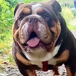 Bruno &cookie - @bruno_cookie_bulldog - Instagram
