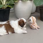 Bruno/Cookie Rathod - @bruno.cookie.rathod - Instagram