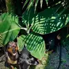 pet_family🍯🎖🐾 - @brunocookemartin5 - TikTok