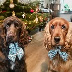 Bruno & Cooper - @bruno_en_cooper - Instagram