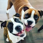 Bruno & Cooper - @chico_bruno_cooper - Instagram