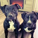 Bruno And Cooper - @brunocooper2018_ - Instagram