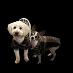 Bruno - @bruno_cooper_onlypatitas - Instagram