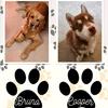 Bruno cooper - @golden.retriverhyuski - TikTok