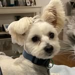 Bruno Cooper - @bruno.of.clifton - Instagram