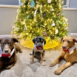 Bruno, Cooper & Loki - @goonsquadpuppies - Instagram