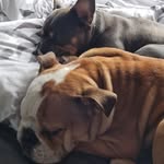 @bruno_cooper_bullyfamily - Instagram