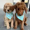 Brunoo.Cooper - @brunoo.cooper - TikTok