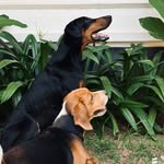 Cooper n Bruno - @bruno_cooper__ - Instagram