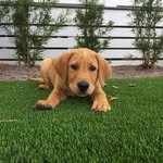 Bruno Cox - @bruno_puppy10 - Instagram