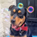 Bruno Johnson-Cross - @the_bruno_chronicles - Instagram