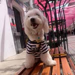 Bruno_cuenca - @brunim__maltese - Instagram