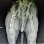 Bruno Cuenca Quinapallo - @traumatovet_ec - Instagram