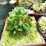 Bruno Cuevas - @bruno.cuevas_plants - Instagram