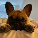 BRUNO - @brunodaniel_thefrenchie - Instagram