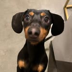 Bruno Dawson - @bruno.theminidoxie - Instagram